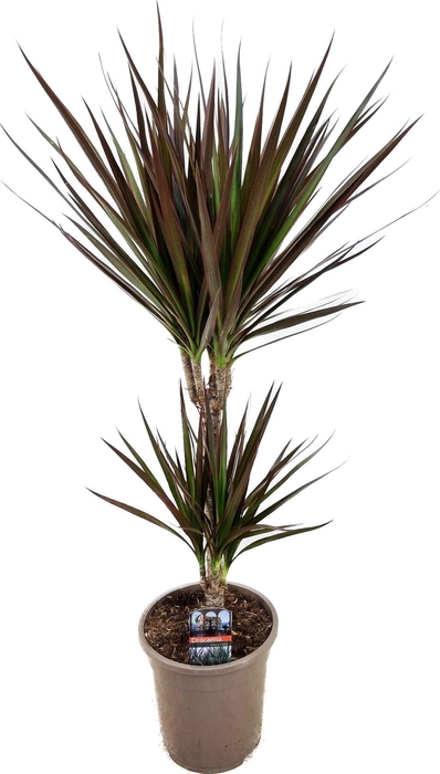 <h4>Dracaena marginata Magenta 30-10</h4>