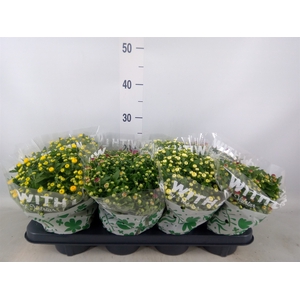 Chrysanthemum   ..mix 5