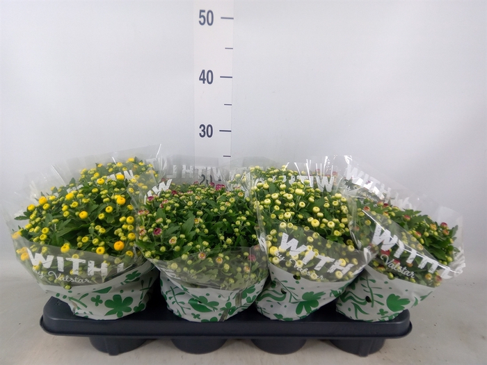 <h4>Chrysanthemum   ..mix 5</h4>