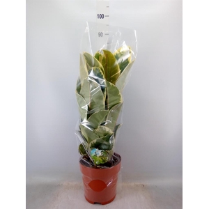 Ficus elastica 'Tineke'