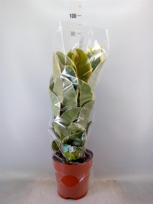 <h4>Ficus elastica 'Tineke'</h4>