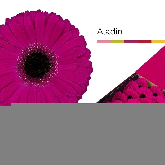 <h4>Gerbera aladin</h4>