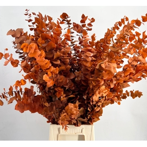 Euc. Stuart Preserved Oranje