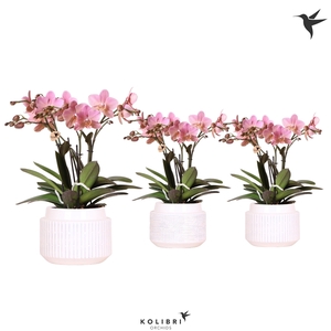 Kolibri Orchids Phalaenopsis Treviso in Maze pot white