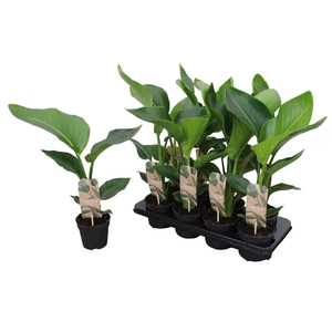 Strelitzia Nicolai p13