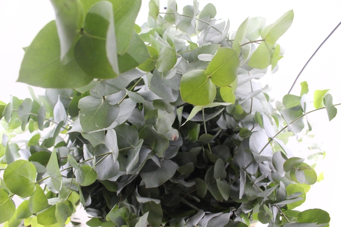 <h4>FOLHAGEM EUCAFLOR</h4>