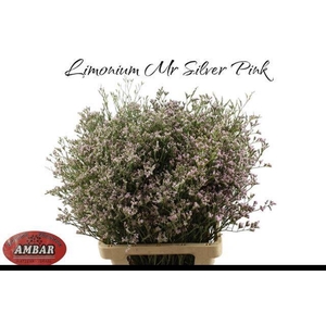 LIM MR SILVER PINK