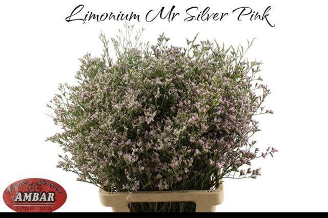 <h4>LIM MR SILVER PINK</h4>