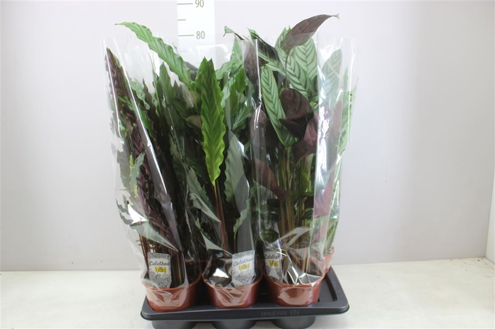 <h4>Calathea Gemengd</h4>