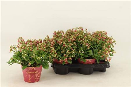 <h4>Kalanchoe Dream Bells Potcover</h4>