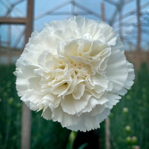 DI ST WHITE MOONLIGHT