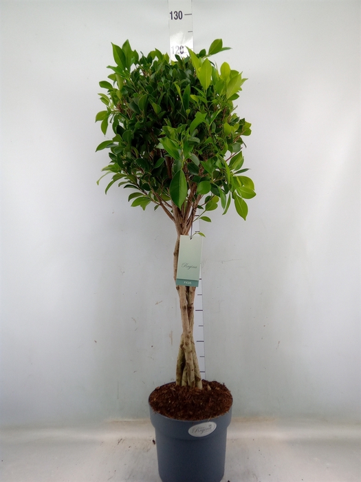 <h4>Ficus   ...</h4>