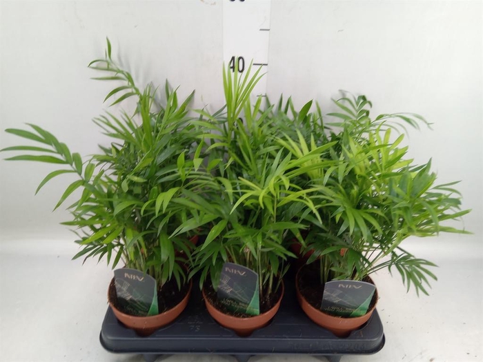 <h4>Chamaedorea elegans</h4>