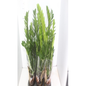 ZAMIOCULCAS P17