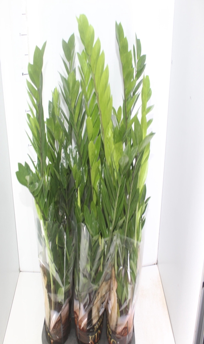 <h4>ZAMIOCULCAS P17</h4>