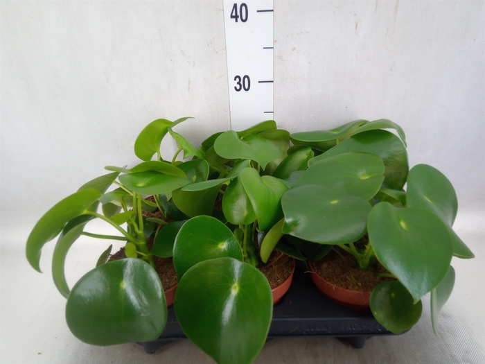 <h4>Peperomia polybotrya 'Raindrop'</h4>