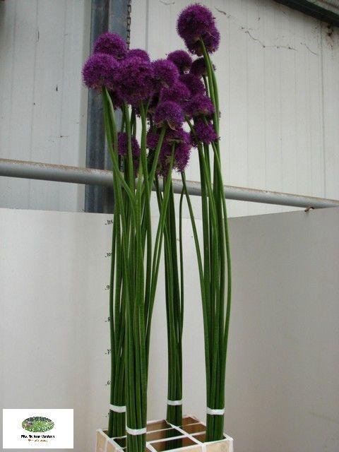 <h4>ALLIUM OV</h4>