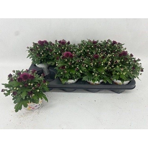 CHRYS GARDEN DARK PURPLE P12