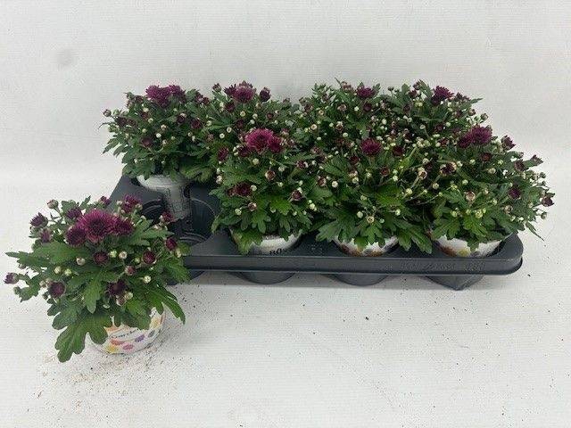 <h4>CHRYS GARDEN DARK PURPLE P12</h4>