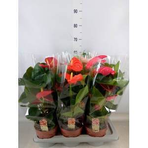 Anthurium   ...mix 4