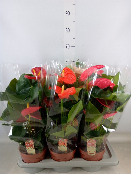 <h4>Anthurium   ...mix 4</h4>