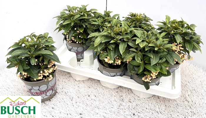 <h4>ARDIS CRENATA</h4>