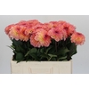 Dahlia Chanel