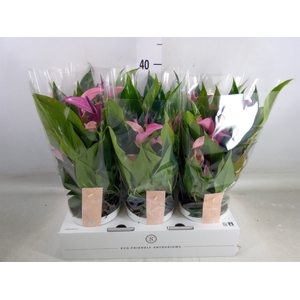 Anthurium  'Zizou'