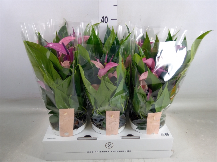 <h4>Anthurium  'Zizou'</h4>