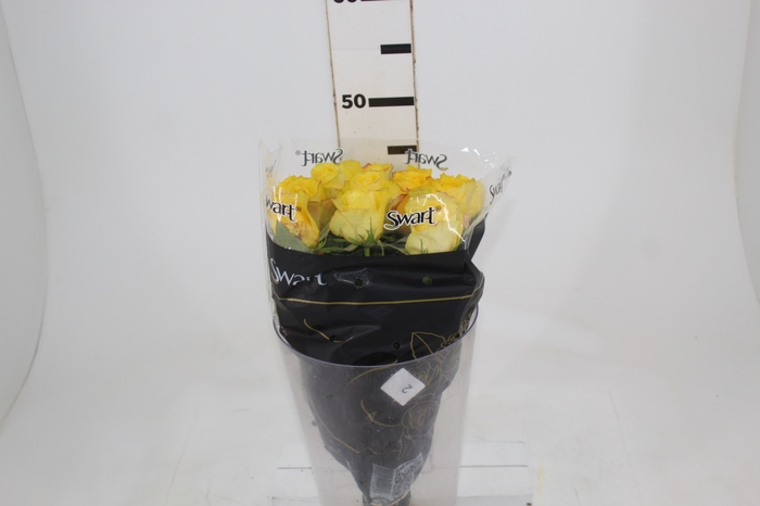 <h4>ROSA GOLDEN TOWER 040 CM AMARELO ESTUFA</h4>