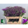 Vernonia C Mammuth