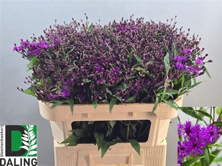 Vernonia C Mammuth