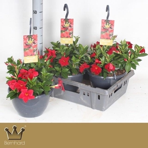 MANDE BELLA RED
