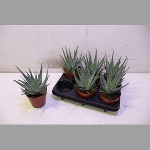 Aloe Arborescens