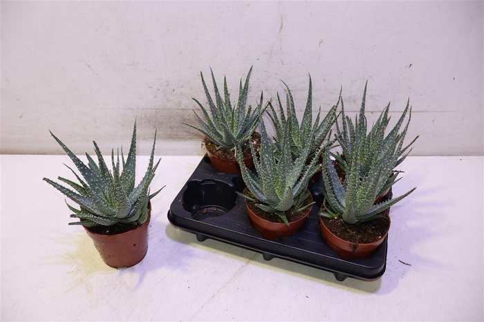 <h4>Aloe Arborescens</h4>