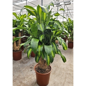 Dracaena Massangeana