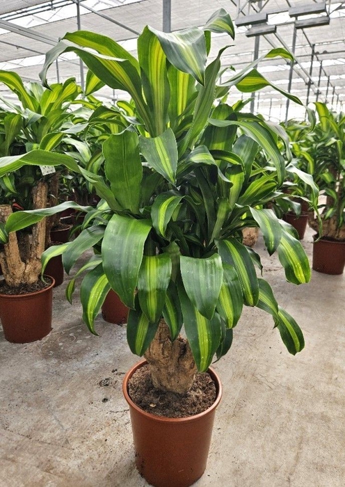 Dracaena Massangeana