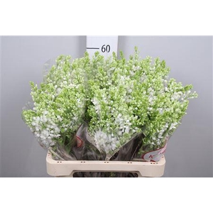 Syr V Mme Fl Stepman 2+