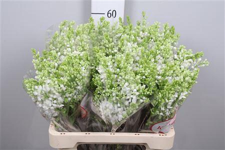 <h4>Syr V Mme Fl Stepman 2+</h4>