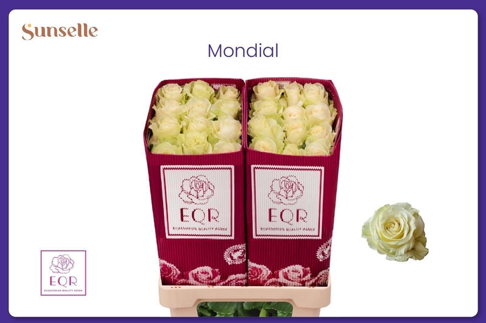 <h4>R GR MONDIAL</h4>