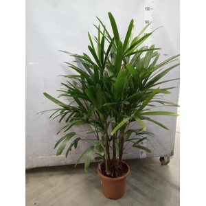 Rhapis excelsa