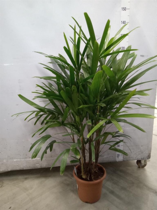 <h4>Rhapis excelsa</h4>