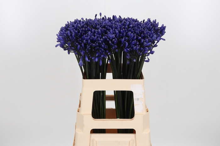 <h4>Agapanthus Intermedia</h4>