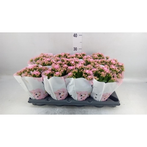 Kalanchoe blos.   ..rosebud