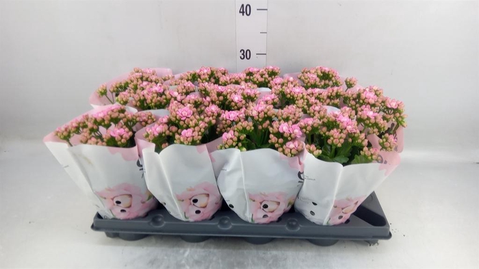 <h4>Kalanchoe blos.   ..rosebud</h4>