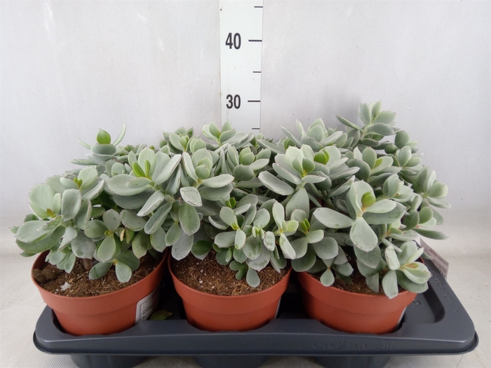 <h4>Cotyledon undulata</h4>