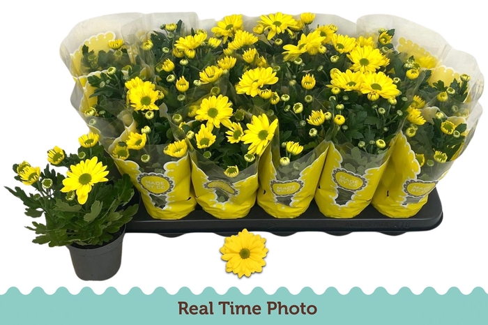 <h4>CHRYS TAPAS TIME</h4>