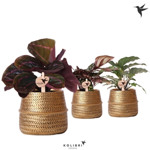 Kolibri Greens Calathea mix in Groove pot gold