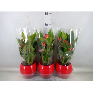 Anthurium andr. 'Mill Flowers Red'