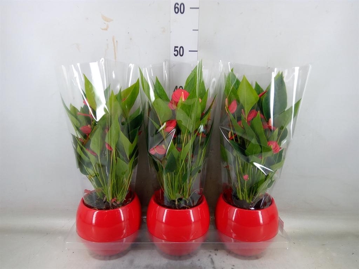 <h4>Anthurium andr. 'Mill Flowers Red'</h4>